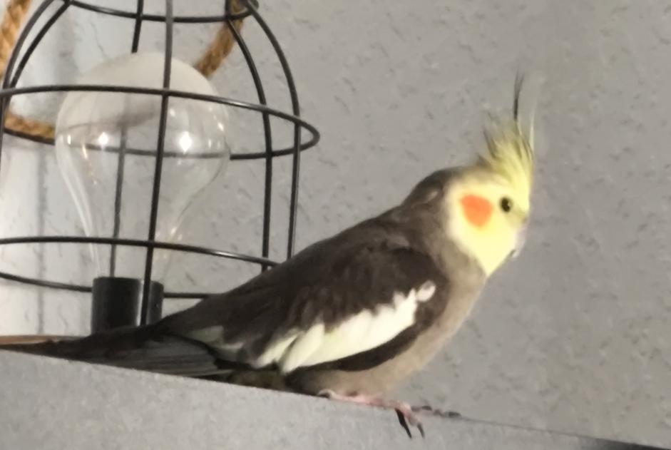 Discovery alert Bird Unknown Saint-Max France