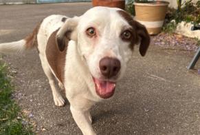 Discovery alert Dog Female La Chapelle-de-la-Tour France