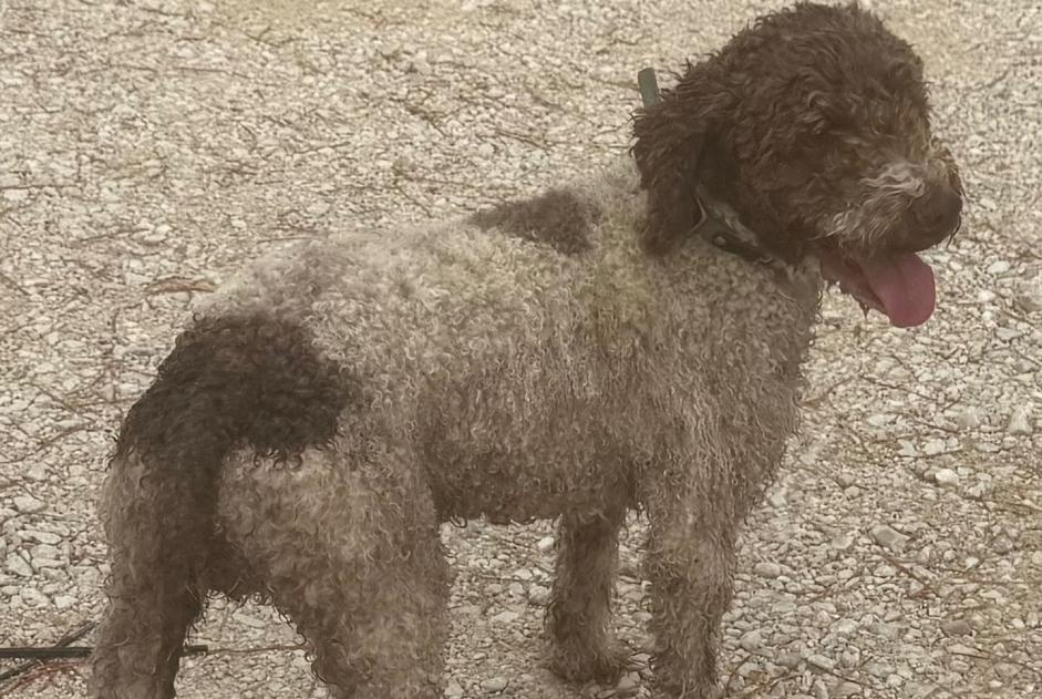 Discovery alert Dog  Male Mazan France