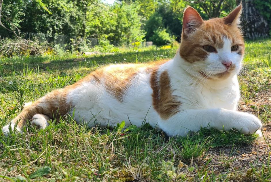 Disappearance alert Cat  Male , 10 years Fontvannes France