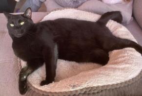 Disappearance alert Cat  Male , 3 years Villotte-sur-Aire France