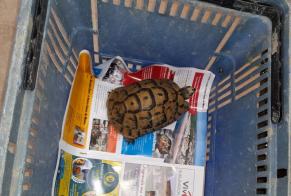 Discovery alert Tortoise Unknown La Barre-de-Monts France