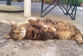 Disappearance alert Cat Female , 11 years Preuilly-sur-Claise France