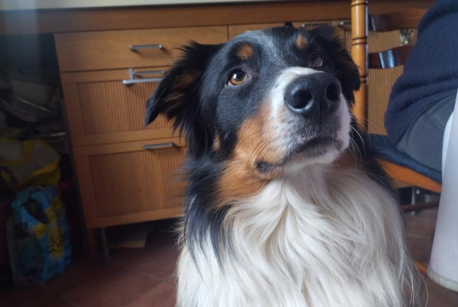 Disappearance alert Dog  Male , 6 years Poncin France