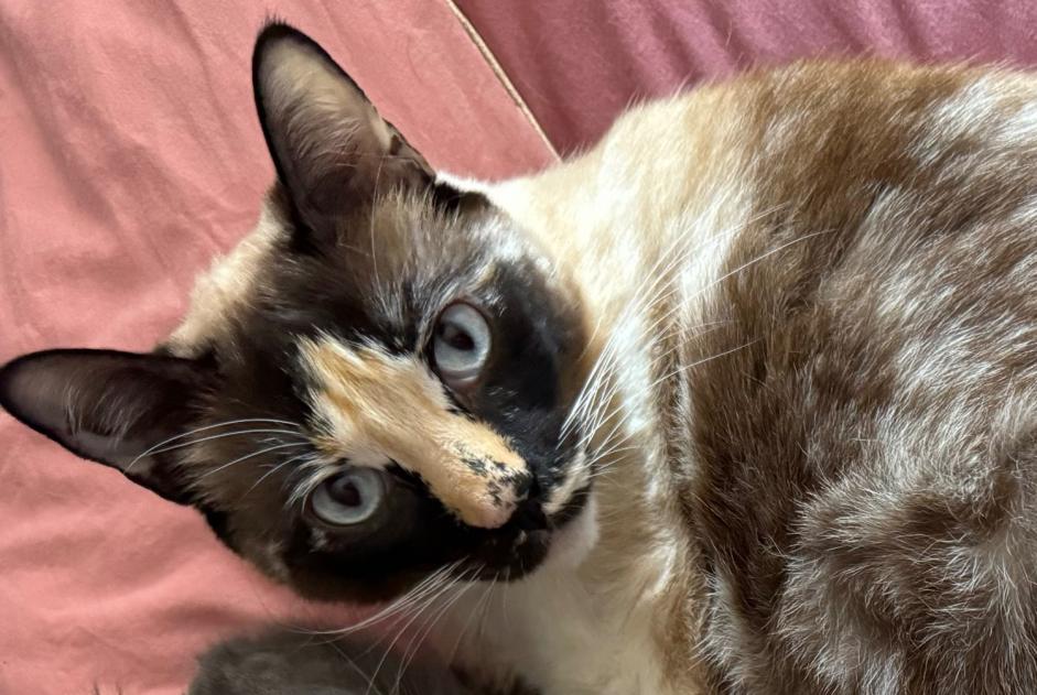 Disappearance alert Cat Female , 8 years Mas-Grenier France