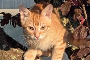 Disappearance alert Cat Male , 0 years Tupin-et-Semons France
