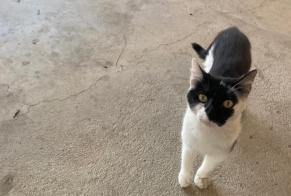 Discovery alert Cat Female Bévenais France