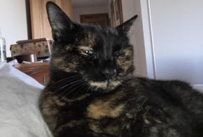 Disappearance alert Cat Female , 4 years Lamelouze France