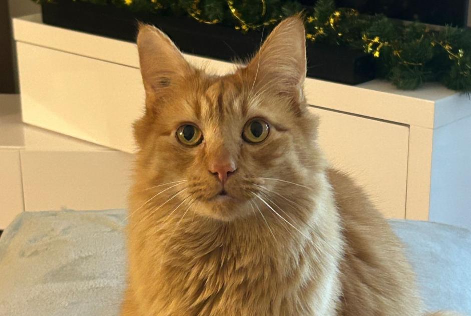 Disappearance alert Cat miscegenation Male , 5 years Brétigny-sur-Orge France