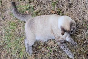 Disappearance alert Cat miscegenation Male , 43 years Pulligny France
