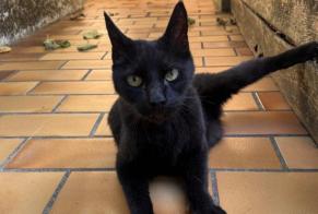 Discovery alert Cat Unknown , 1 year Bordeaux France