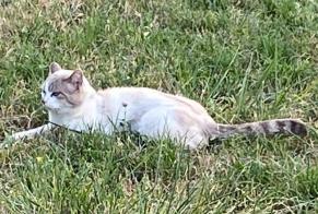 Discovery alert Cat Male Entrelacs France