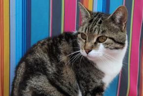 Disappearance alert Cat  Male , 6 years L'Union France