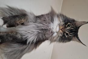 Disappearance alert Cat  Male , 6 years Besny-et-Loizy France