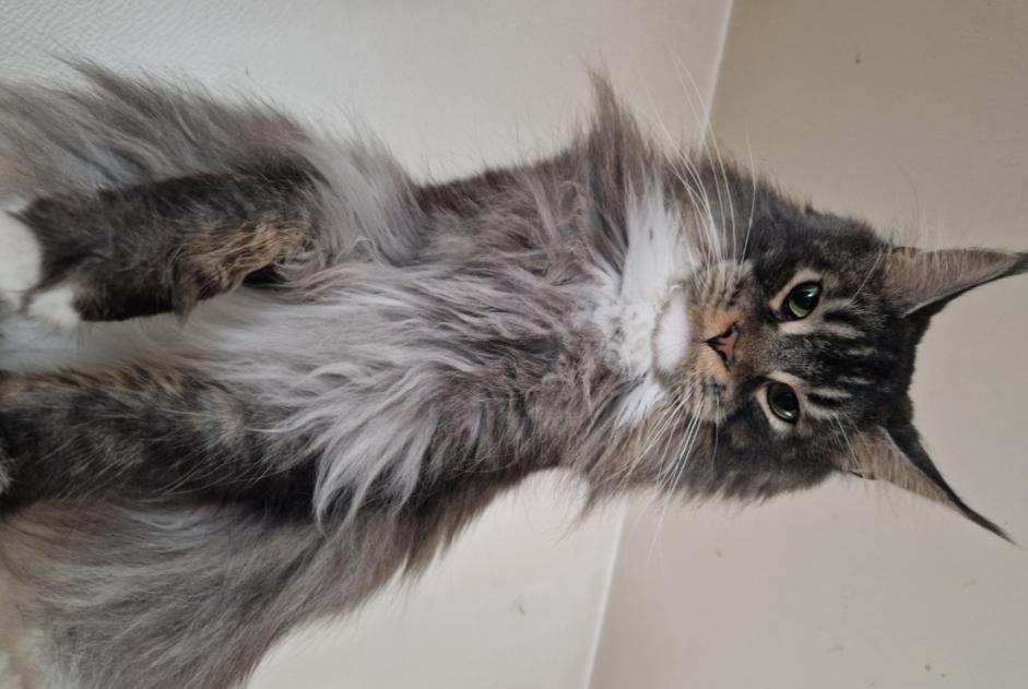 Disappearance alert Cat  Male , 6 years Besny-et-Loizy France
