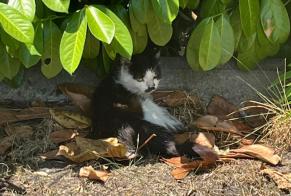 Discovery alert Cat Unknown Saint-Médard-en-Jalles France