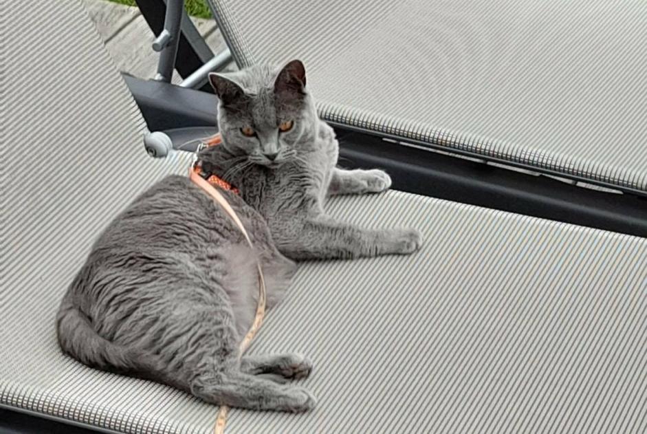 Disappearance alert Cat Female , 2 years Merlimont France