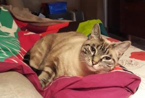 Disappearance alert Cat  Female , 7 years Tréjouls France