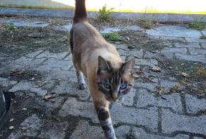 Disappearance alert Cat  Female , 7 years Tréjouls France