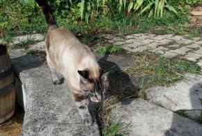 Disappearance alert Cat  Female , 7 years Tréjouls France