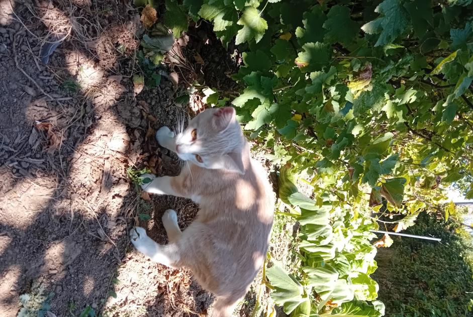Discovery alert Cat Male Saint-Georges-sur-Fontaine France