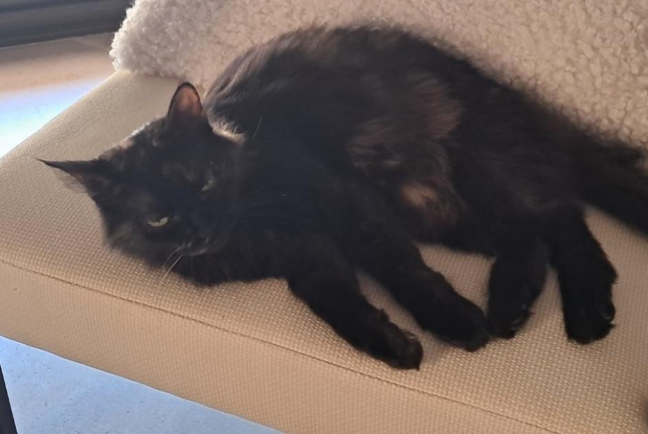 Disappearance alert Cat miscegenation Female , 5 years Montmélian France