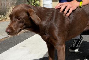 Discovery alert Dog Unknown Vannes France