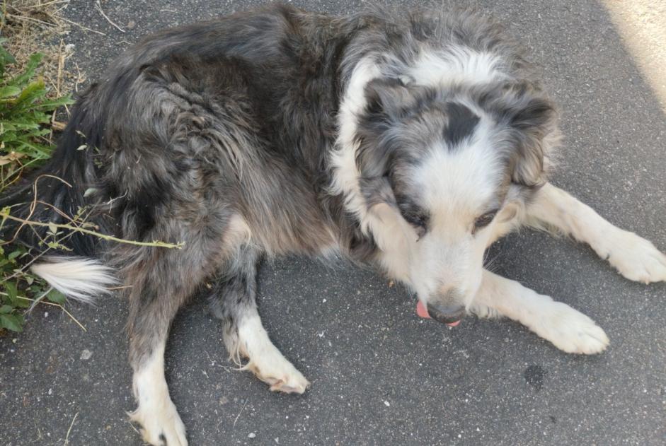Discovery alert Dog  Unknown Ciry-le-Noble France