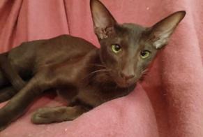 Disappearance alert Cat  Male , 1 years Angaïs France