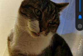 Disappearance alert Cat Male , 10 years Landéda France