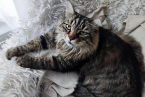 Disappearance alert Cat  Male , 10 years Juvisy-sur-Orge France