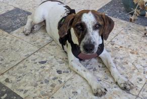 Discovery alert Dog miscegenation Female Prunelli-di-Fiumorbo France
