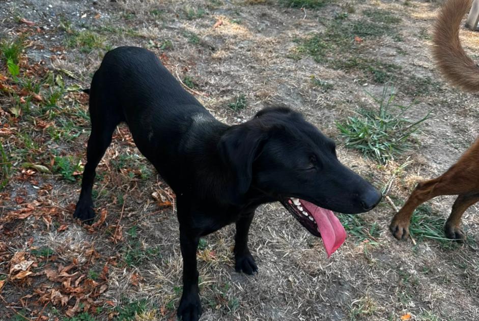 Discovery alert Dog Male Bouliac France