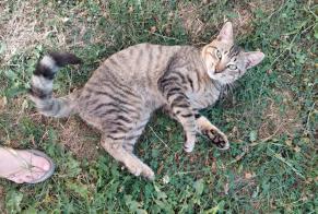 Discovery alert Cat Male Plerneuf France