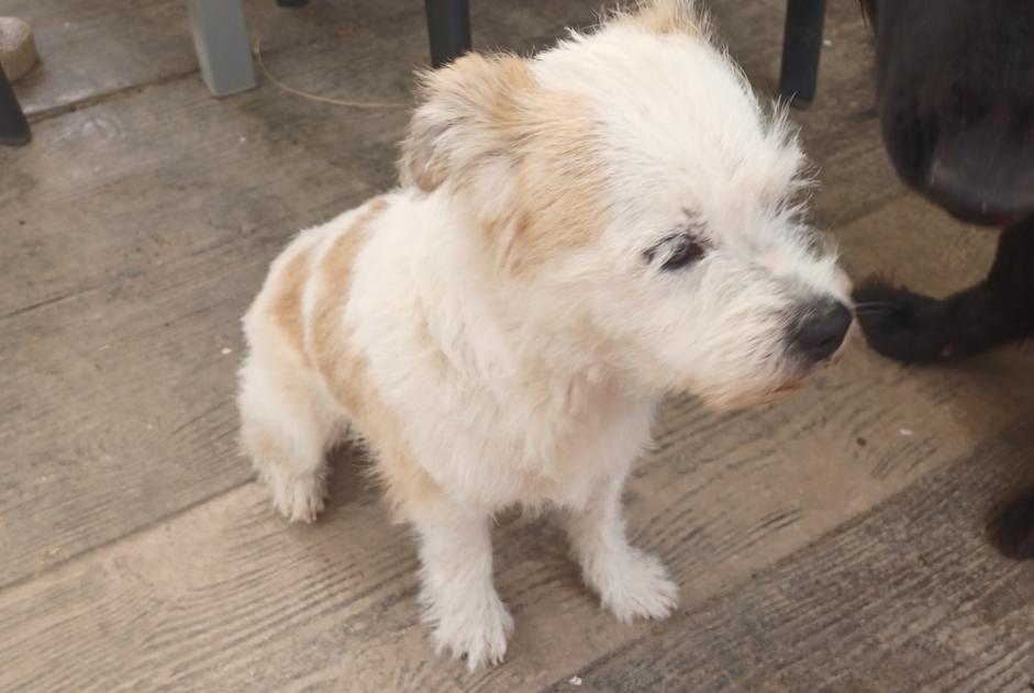Discovery alert Dog Male Malherbe-sur-Ajon France