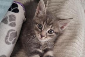Disappearance alert Cat miscegenation Male , 0 years Saint-Denis France