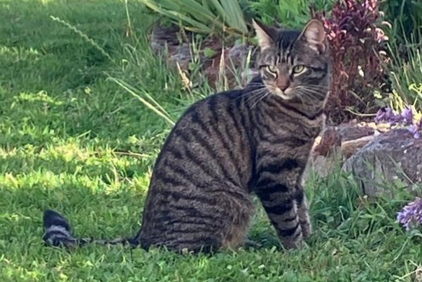 Disappearance alert Cat miscegenation Male , 1 years Pfalzweyer France