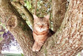 Disappearance alert Cat Male , 6 years La Roche-sur-Yon France