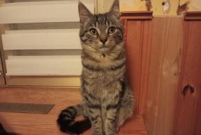 Disappearance alert Cat  Male , 3 years Crévic France