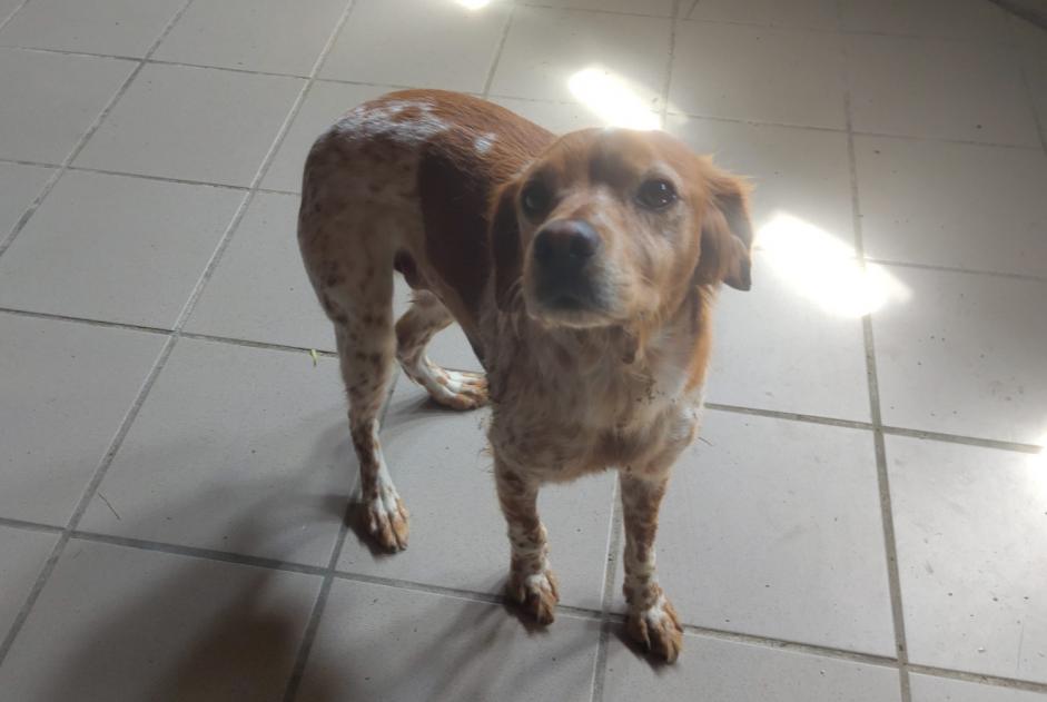 Discovery alert Dog  Male Puylaurens France