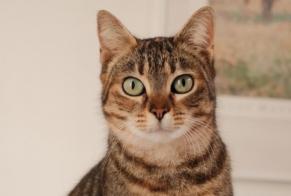 Disappearance alert Cat  Female , 1 years Saint-Jean-de-Luz France