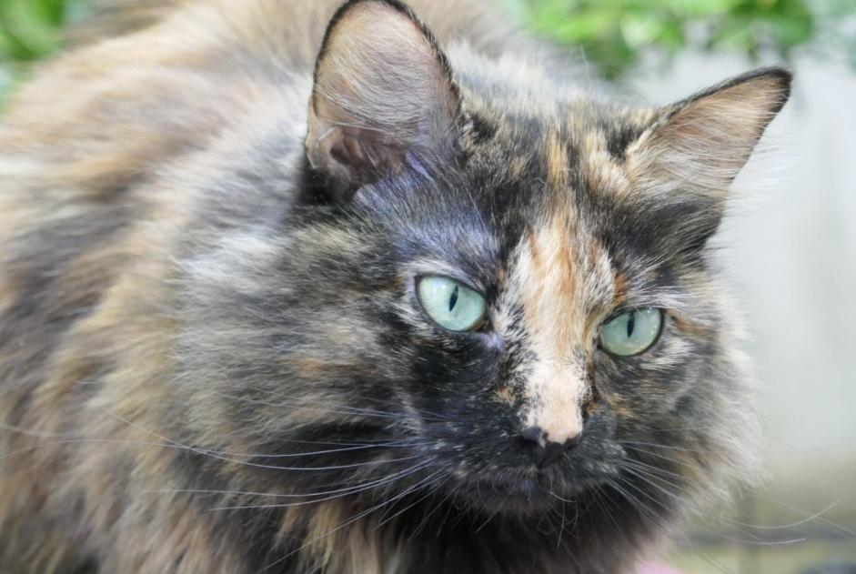 Disappearance alert Cat Female , 6 years Rueil-Malmaison France