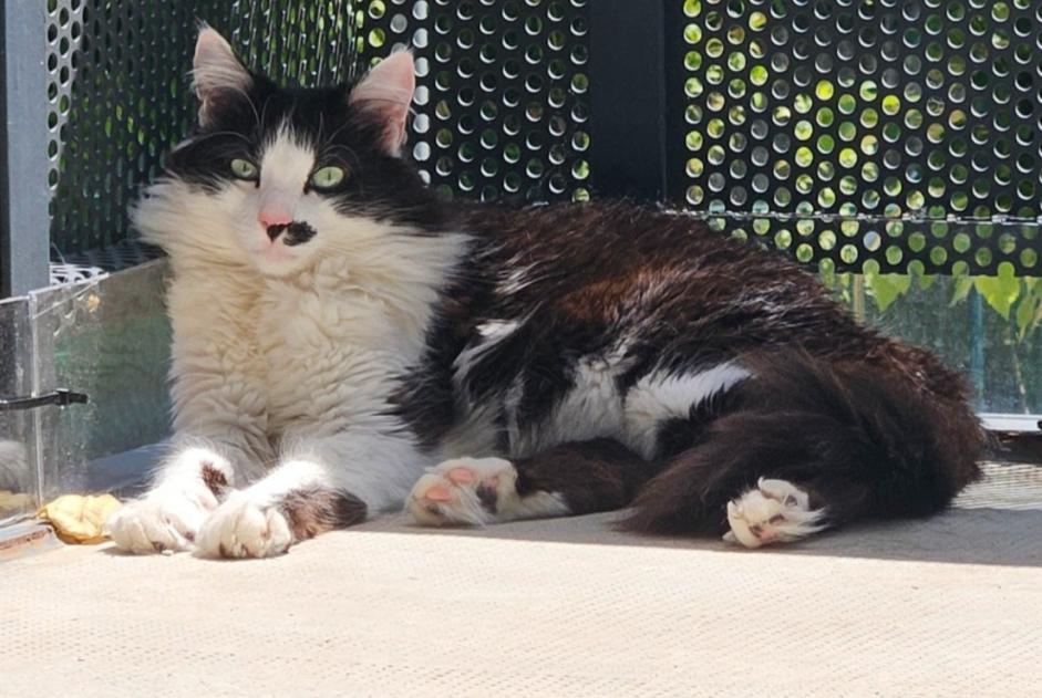 Disappearance alert Cat Male , 4 years Toulouse France