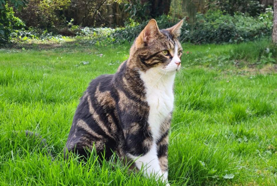 Disappearance alert Cat miscegenation Male , 5 years Le Tremblay-sur-Mauldre France