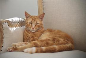 Disappearance alert Cat Male , 9 years Villeneuve-lès-Avignon France