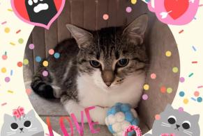 Disappearance alert Cat  Female , 5 years Rœux France