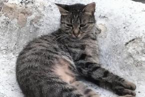 Discovery alert Cat miscegenation Female Thézac France