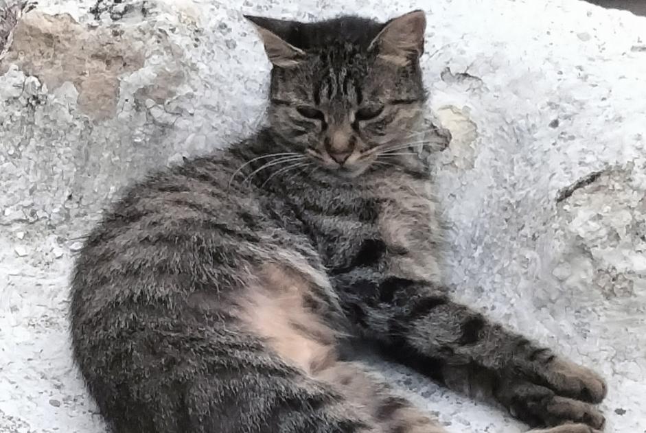 Discovery alert Cat miscegenation Female Thézac France