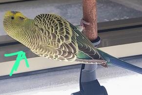 Disappearance alert Bird Male , 2026 years Lyon France