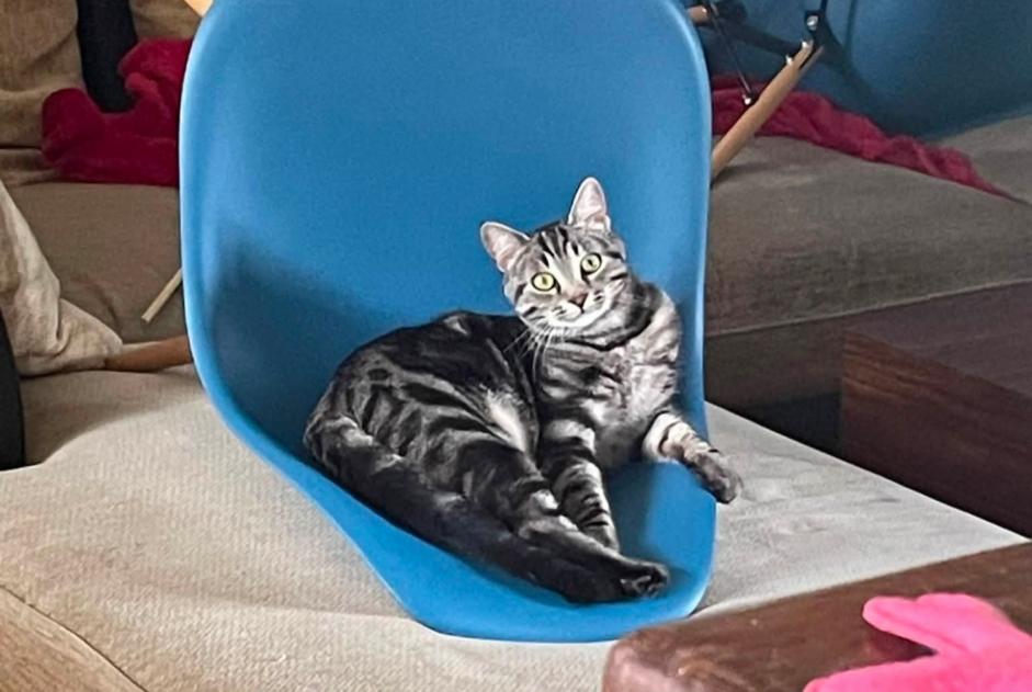 Disappearance alert Cat miscegenation Male , 3 years Ballan-Miré France